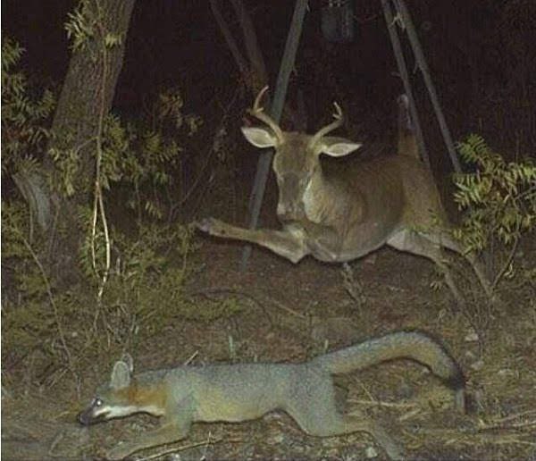 N. Shepard | University of Oregon